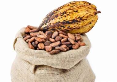 Flavanols present in natural cocoa helps memory on aged adults