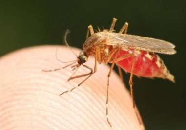 A new antimalarial target has been identified