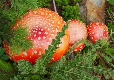 Poisonous mushrooms could be used to create new medicines.